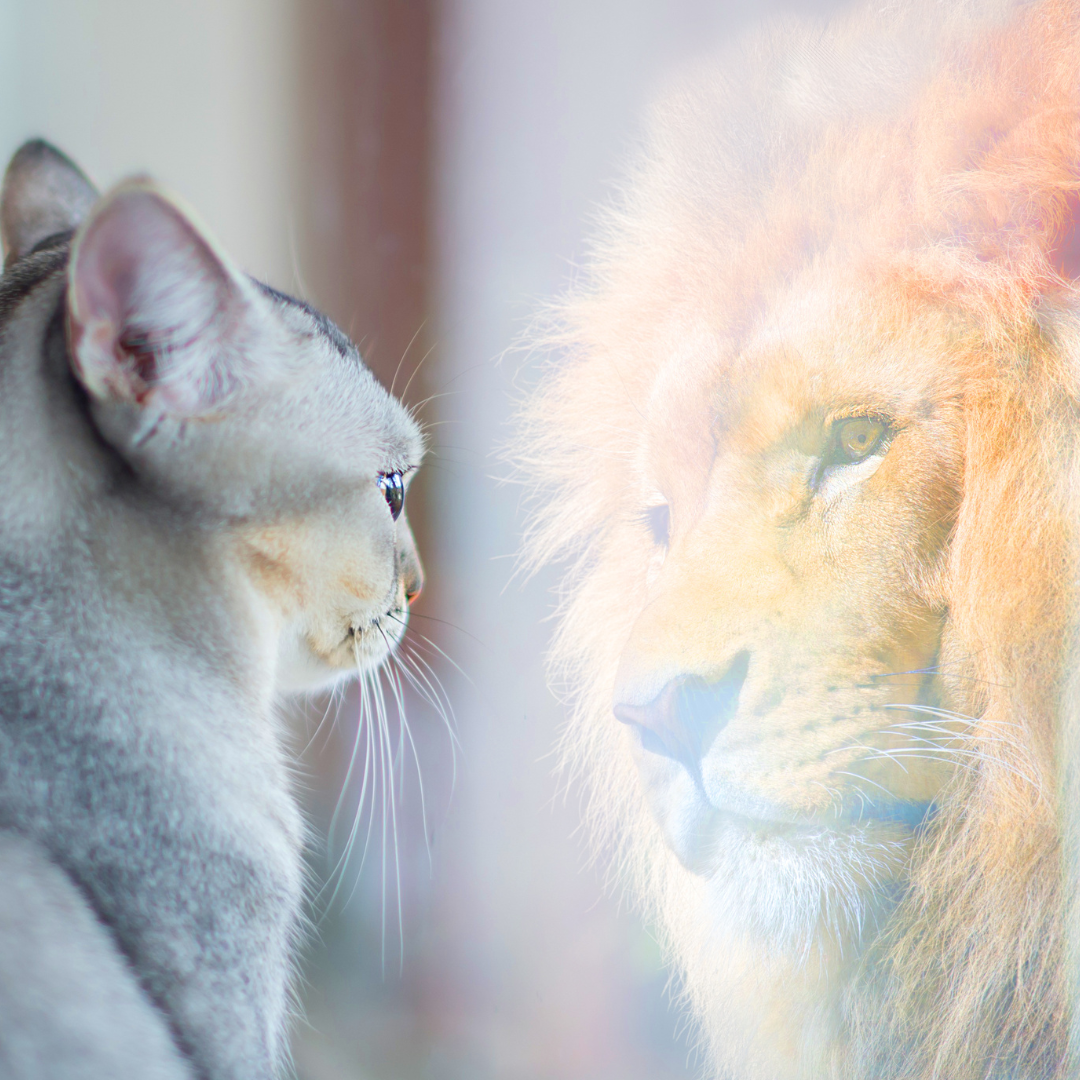 Imposter Syndrome and Perfectionism – Assume Generous Intent