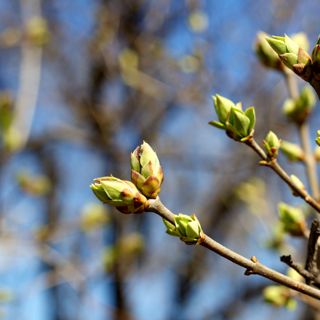 Ready. Set. Bloom!