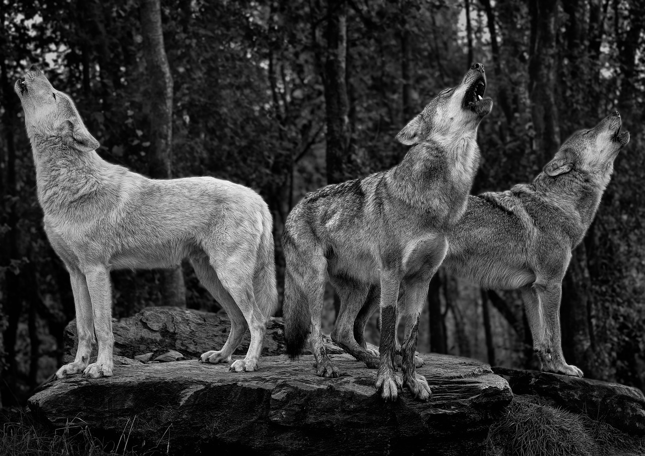 Like a Wolf